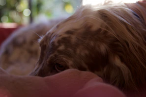 Close-up of a gentle dog resting peacefully in the sunlit shelter garden.
