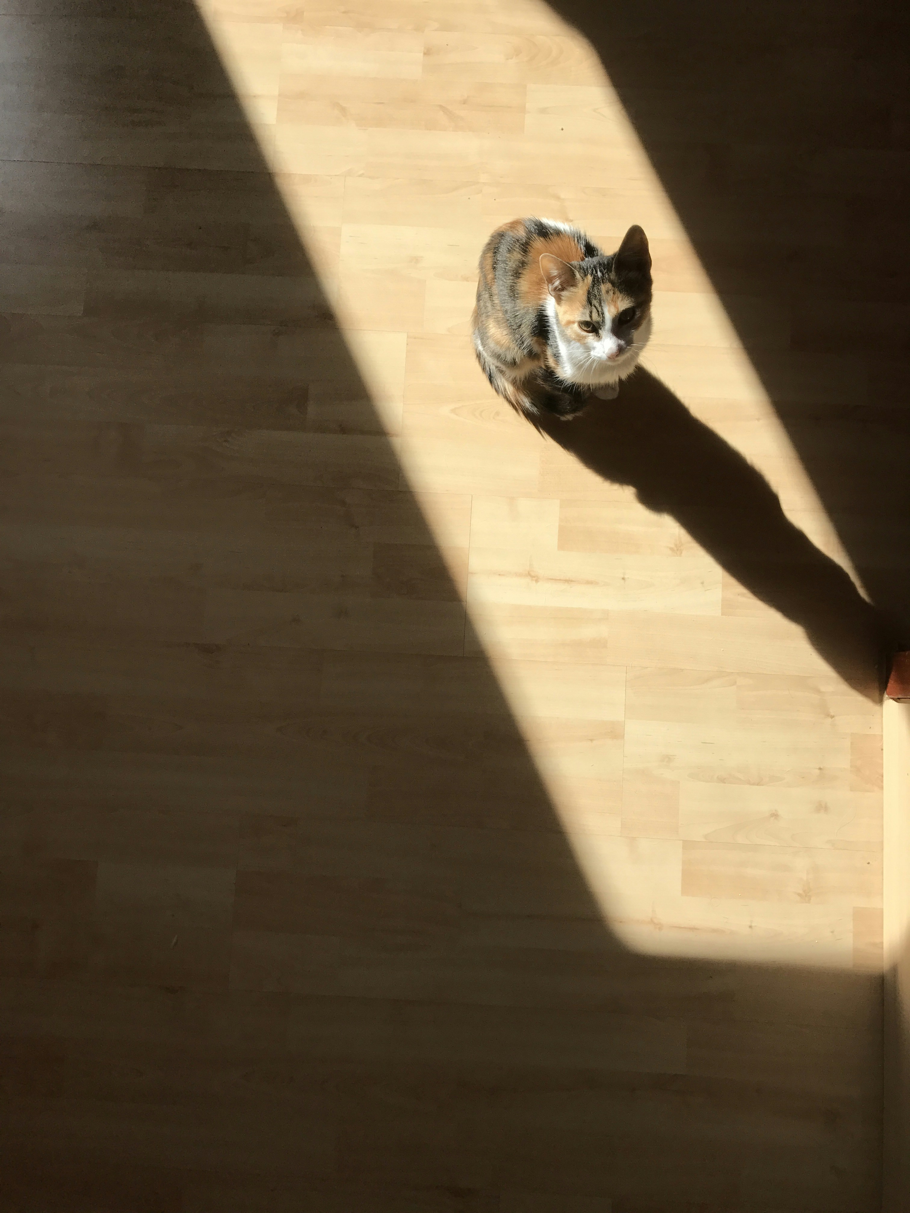 Following You Everywhere: Mini Shadows (image credits: unsplash)