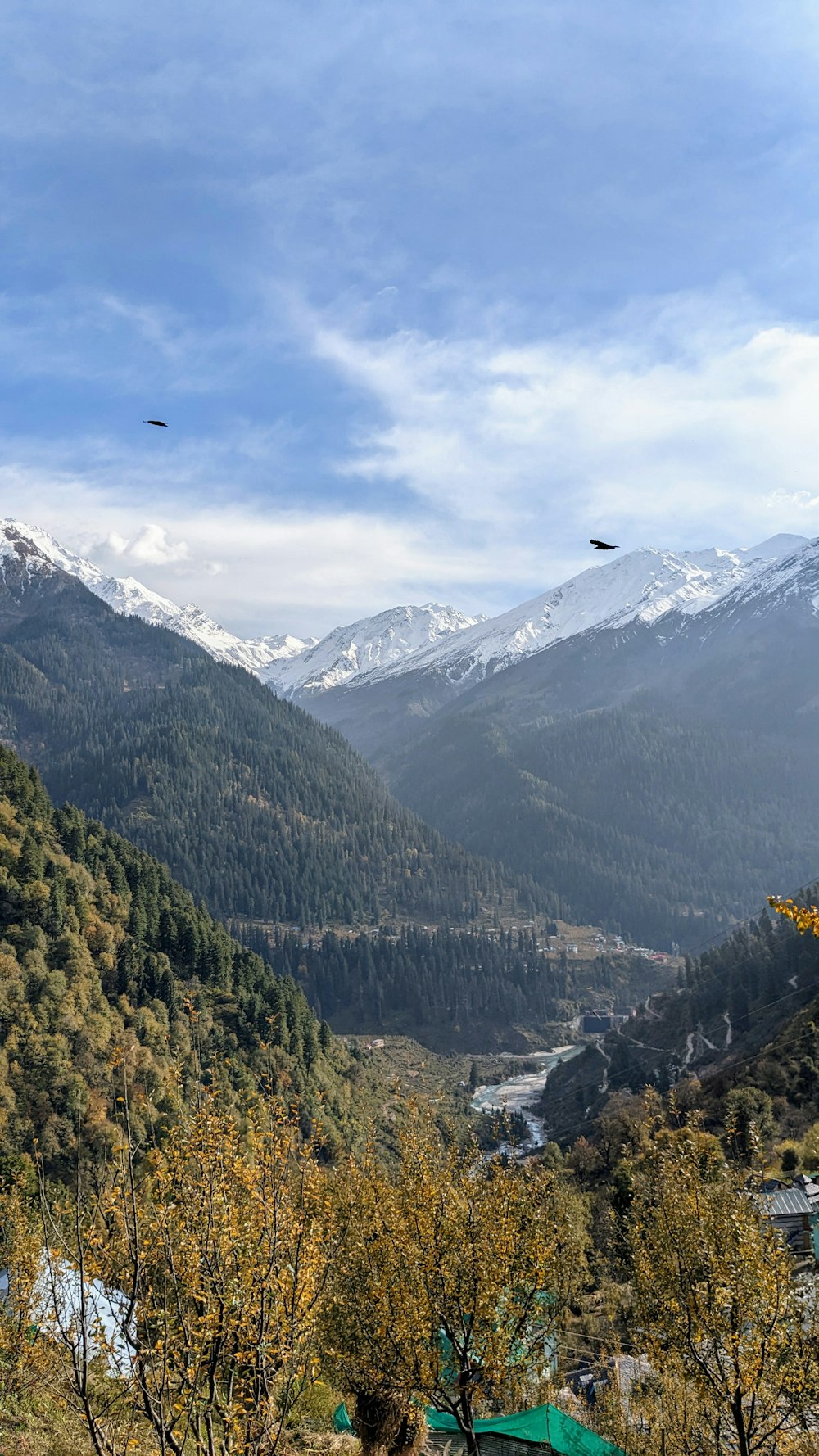 a bird flying over a mountain