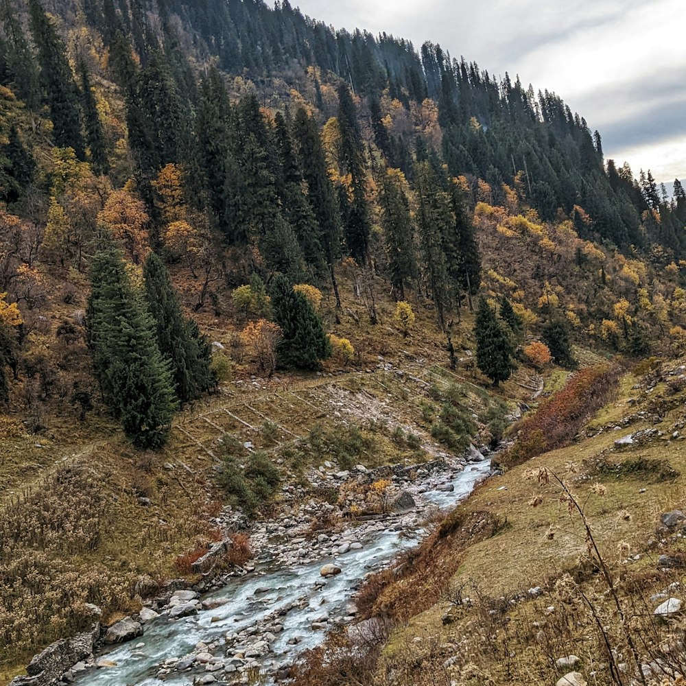 a river running through a forest