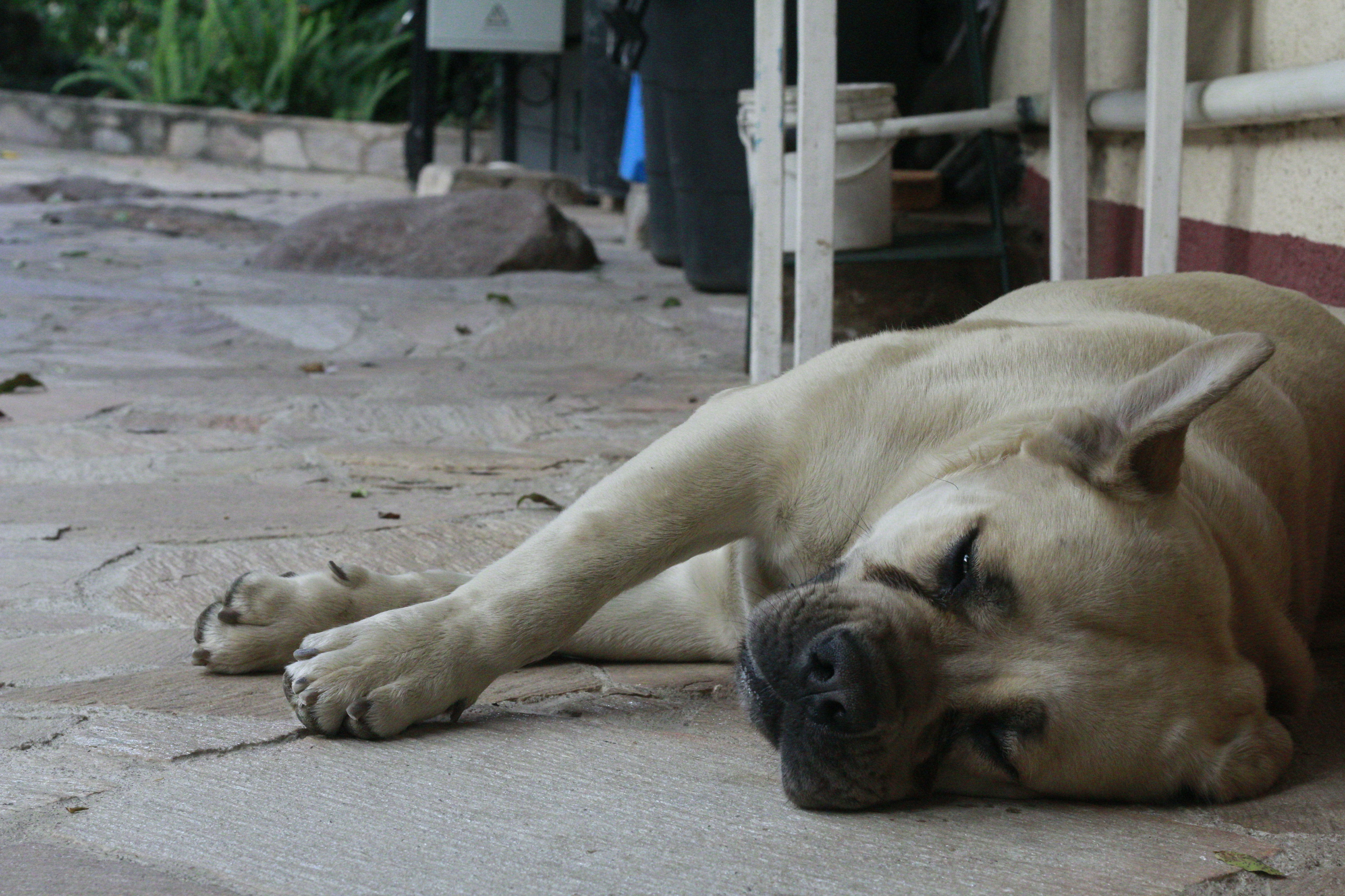 a dog lying on the ground