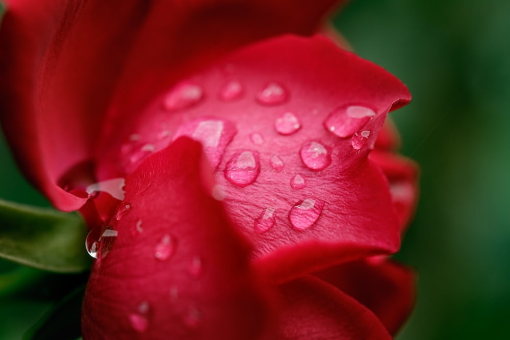 a red flower with water droplets on it