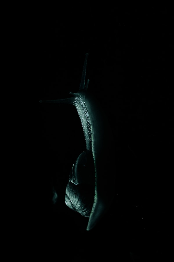 A fish in the water