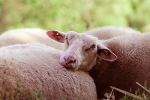 Sheep resting together in the shade, showcasing the calm and care at the farm.