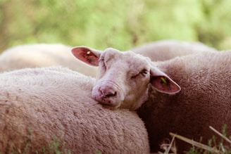 Sheep resting together in the shade, showcasing the calm and care at the farm.