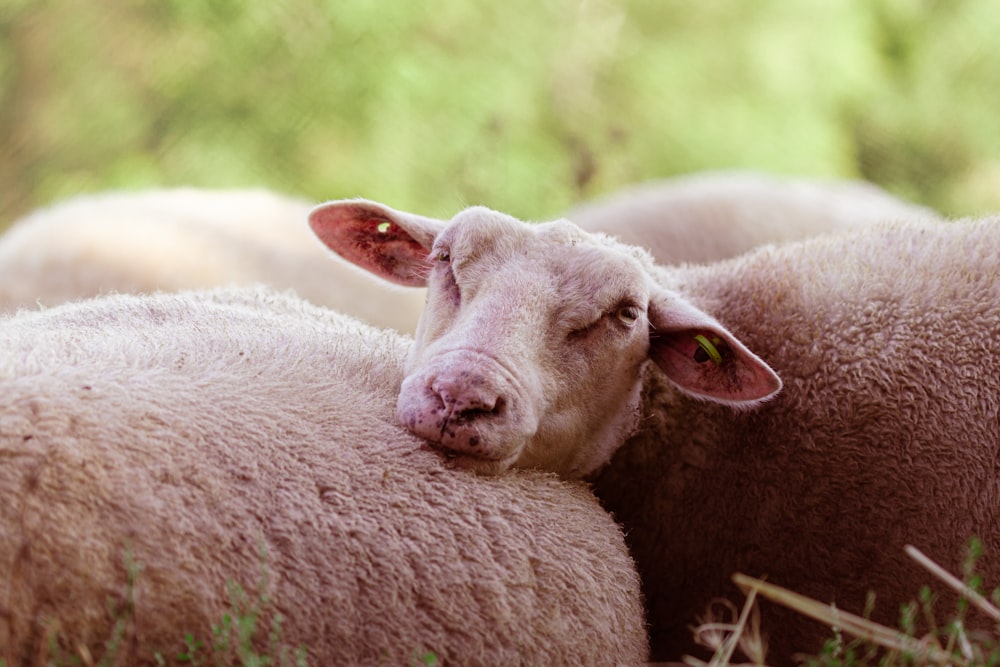 a group of sheep lay in a grassy field