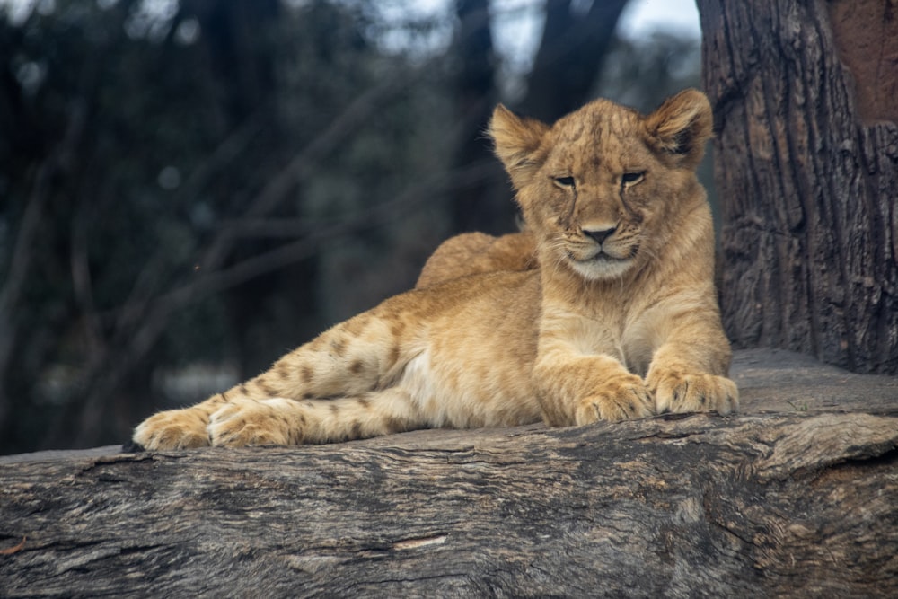 a lion cub sitting on a rock next to a tree