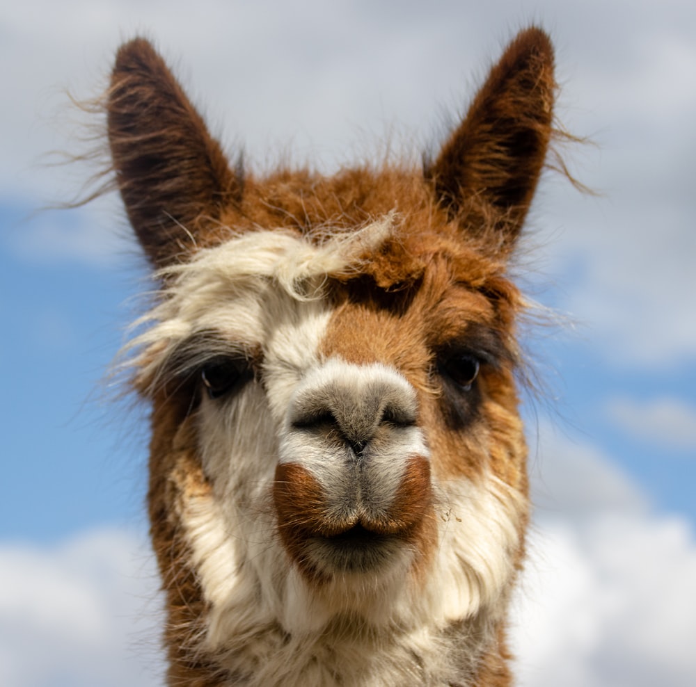 a close up of a brown and white llama