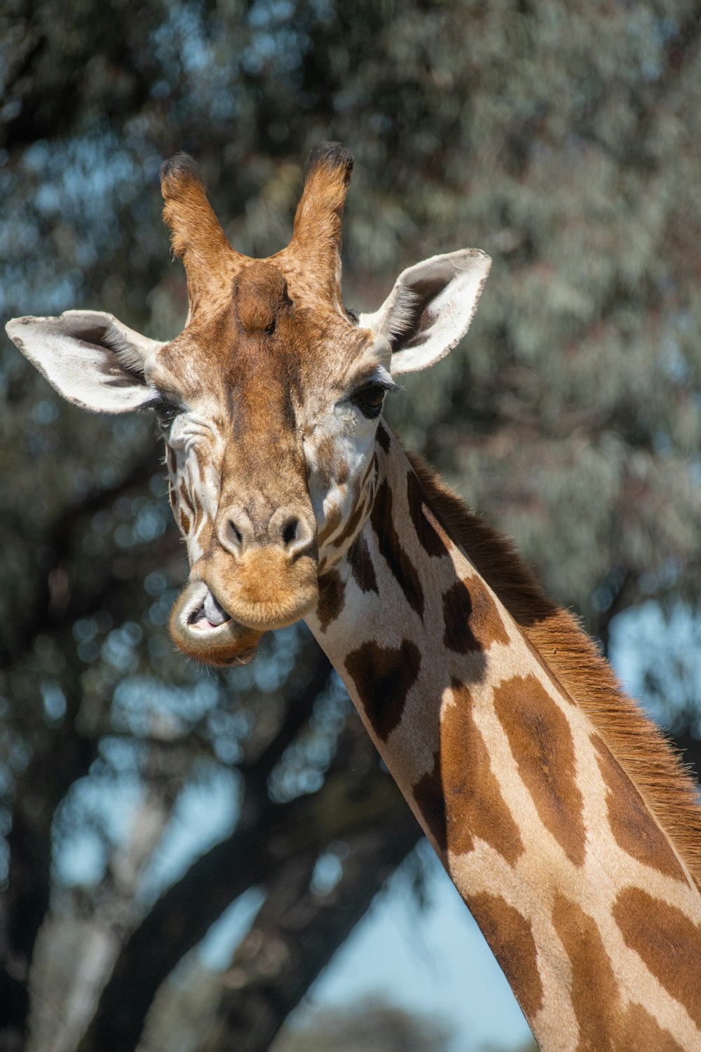 a close up of a giraffe with trees in the background