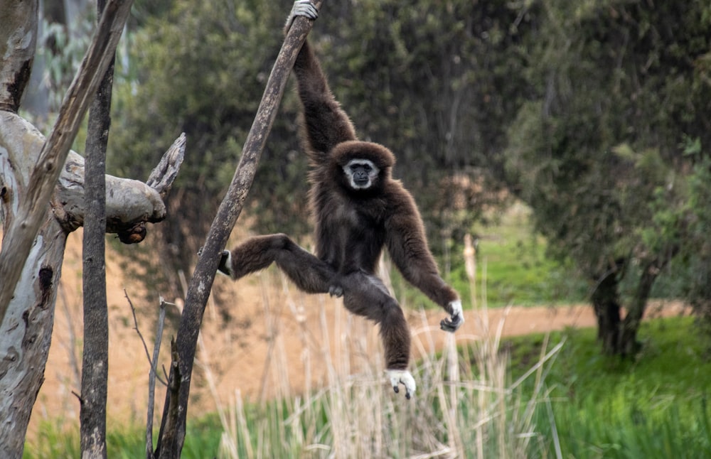 a monkey hanging from a tree branch in a forest