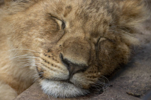 A close-up of an Asiatic lion resting peacefully in its natural habitat.