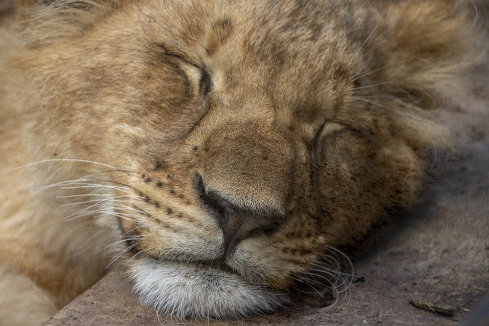 a close up of a sleeping lion on a rock