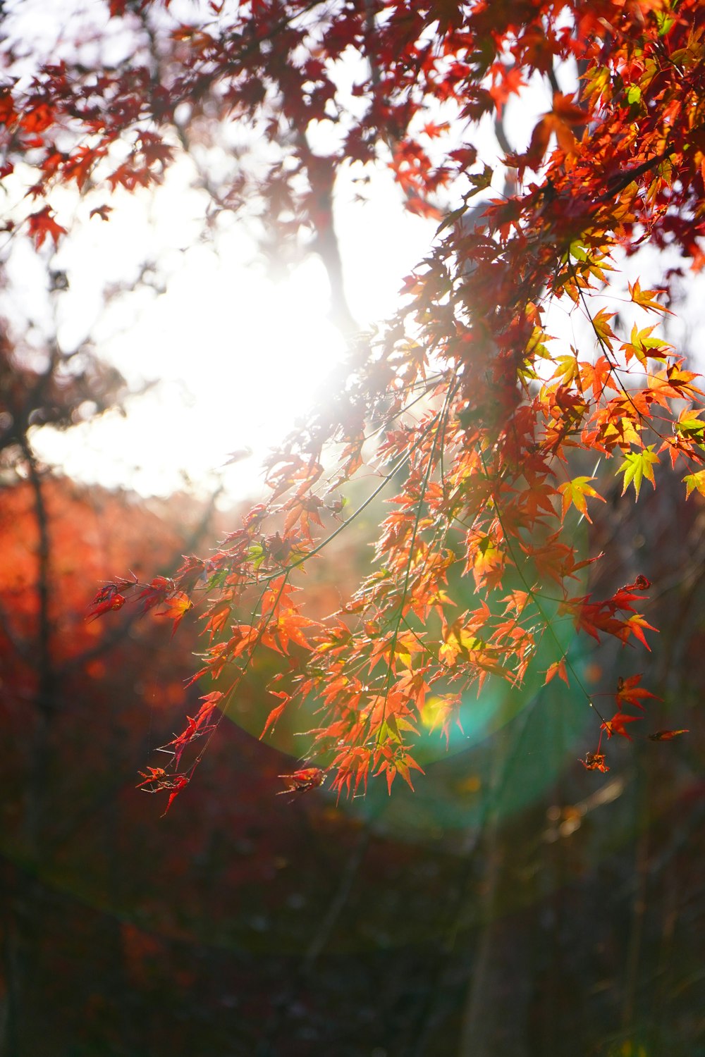 a tree with orange leaves