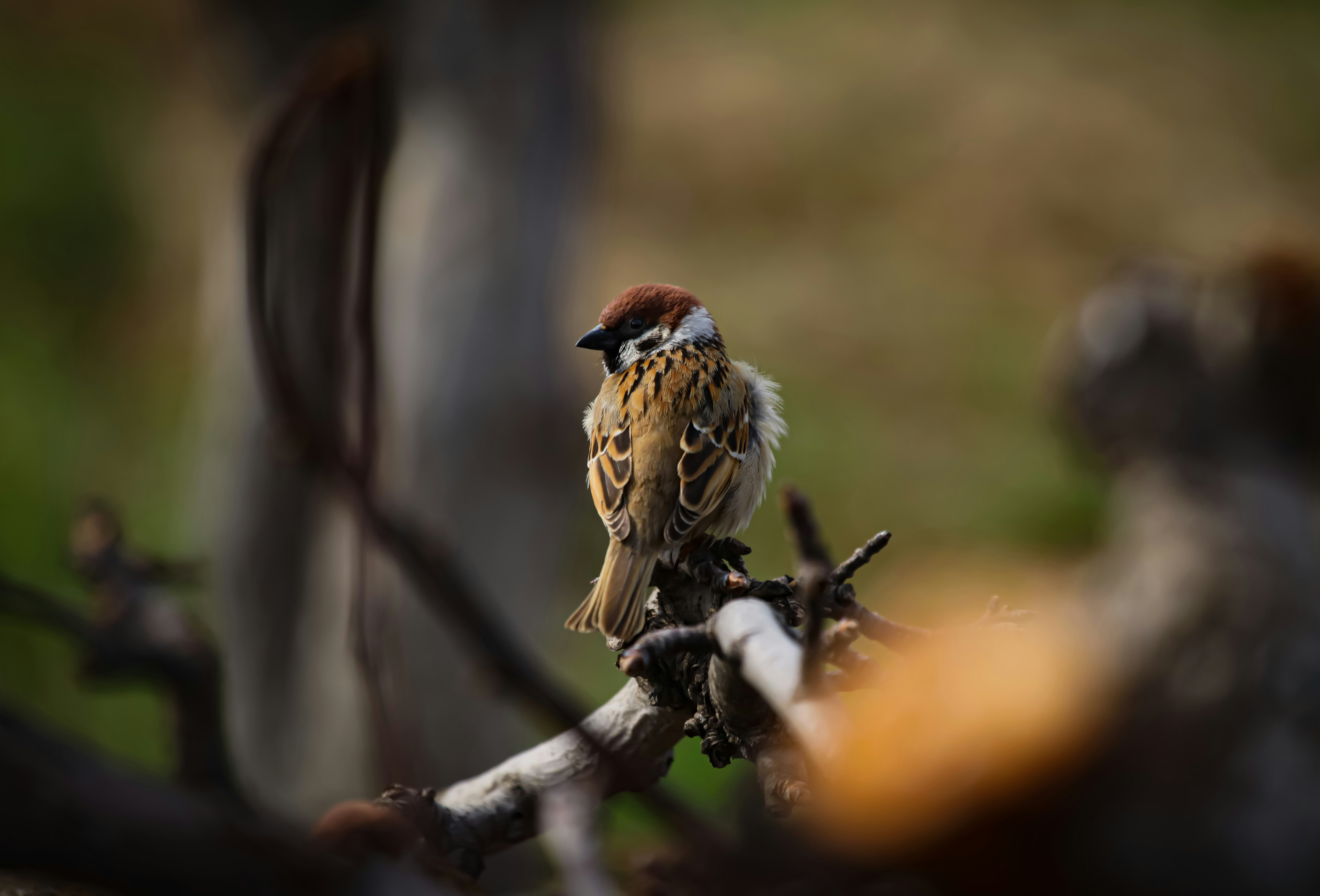 Un pájaro posado en una rama