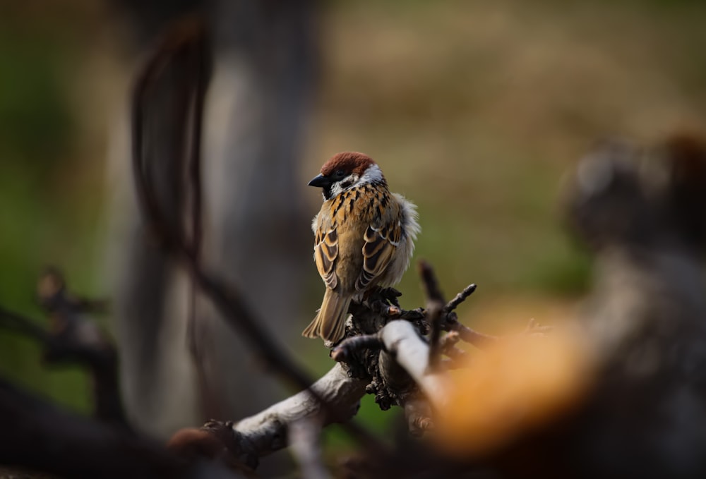 a bird perched on a branch