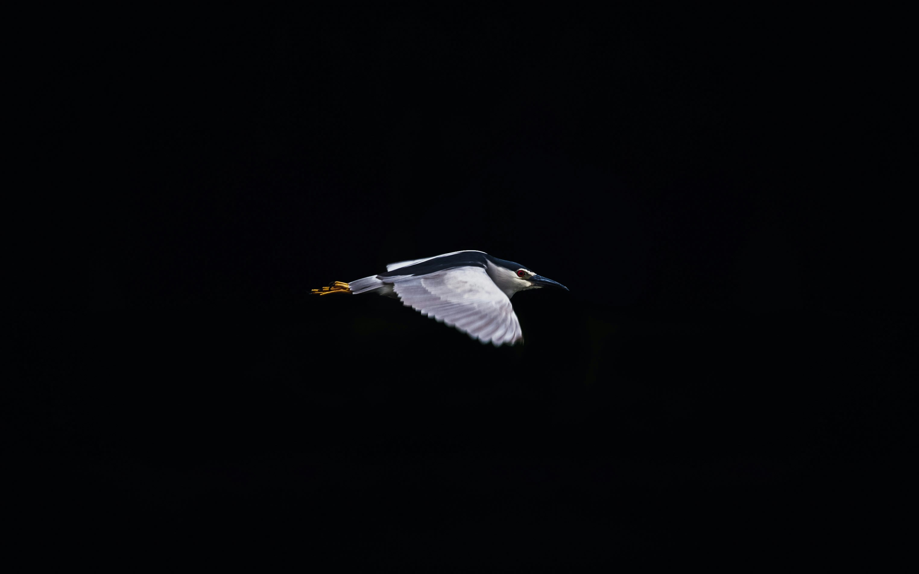 Un pájaro volando en el cielo