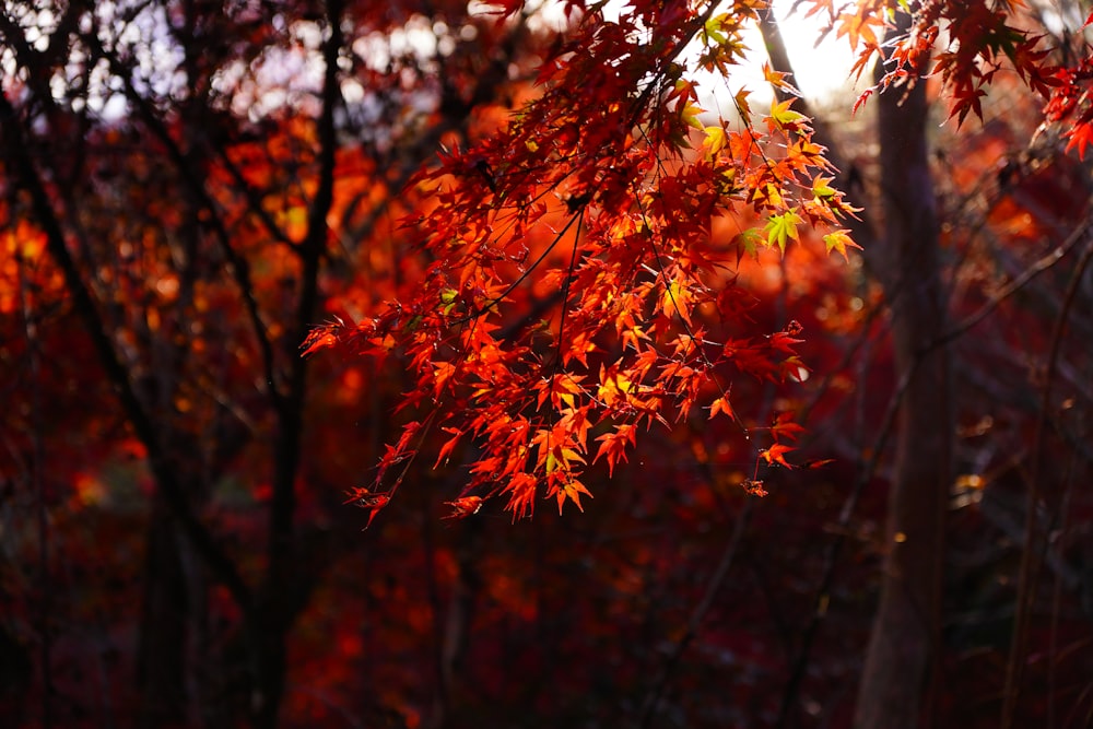 a tree with orange leaves