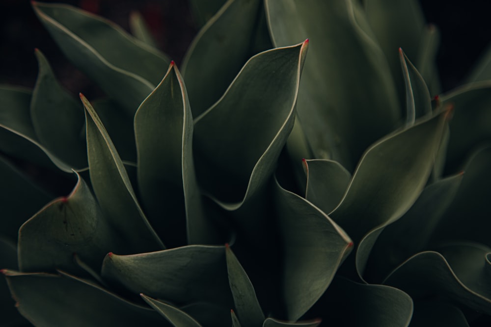 a close up of a plant