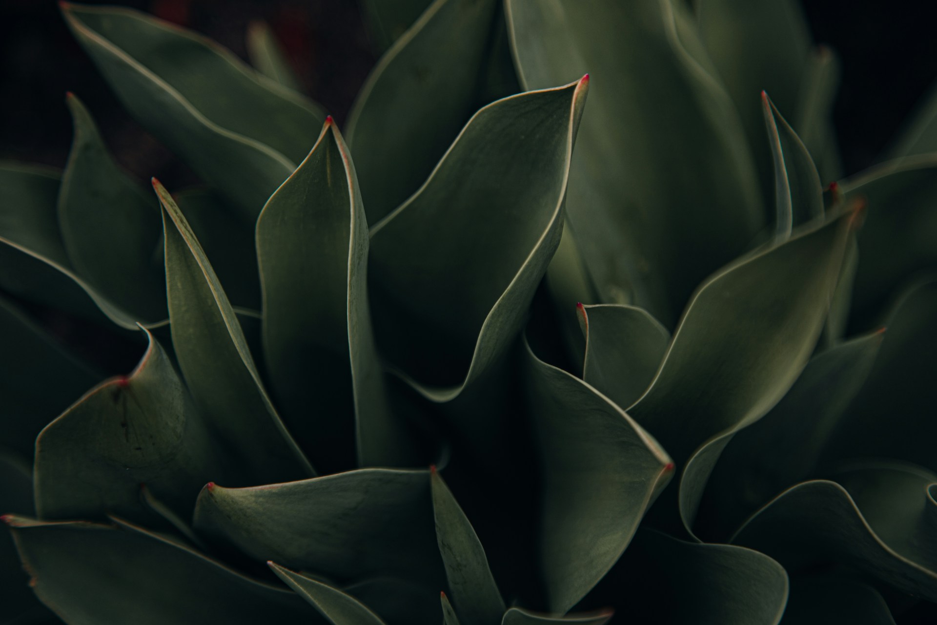 a close up of a plant