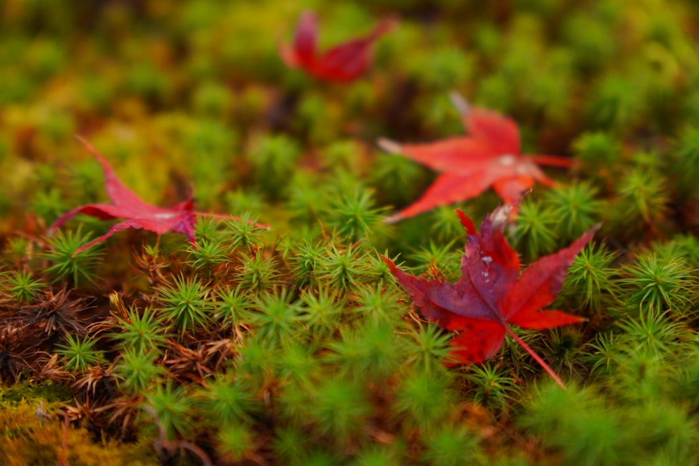 red leaves on a plant