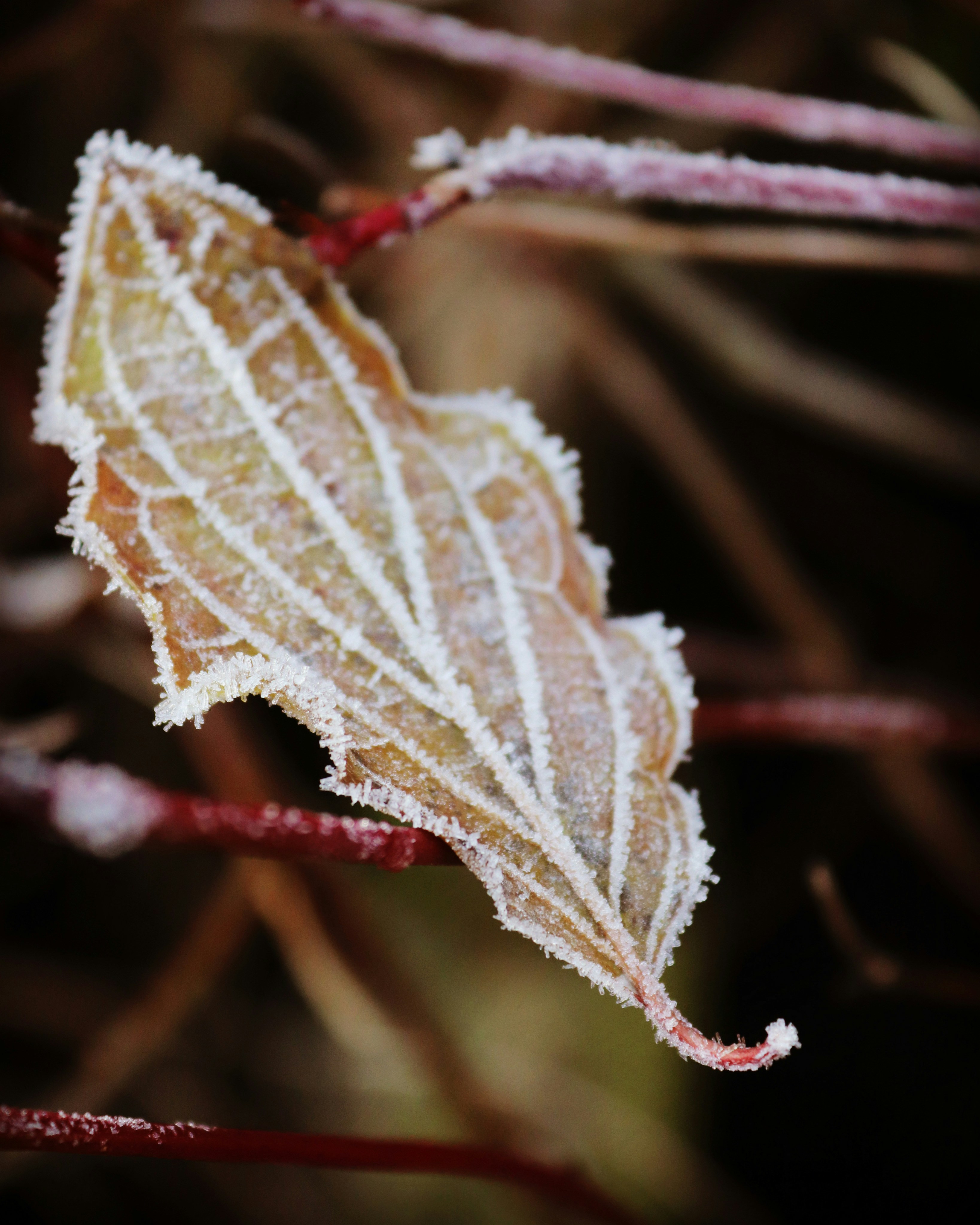 Photo by jonesyincphoto