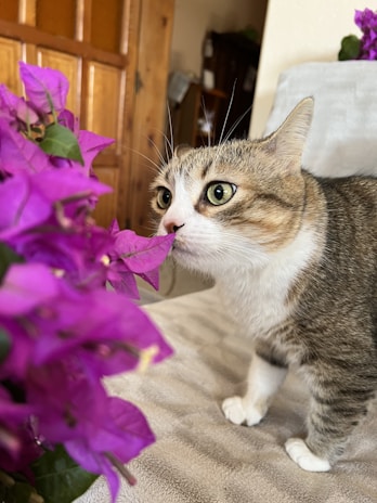 A curious cat exploring a colorful sniffing mat with playful interest.