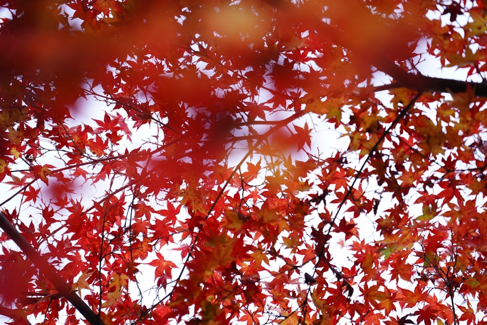 a tree with red leaves