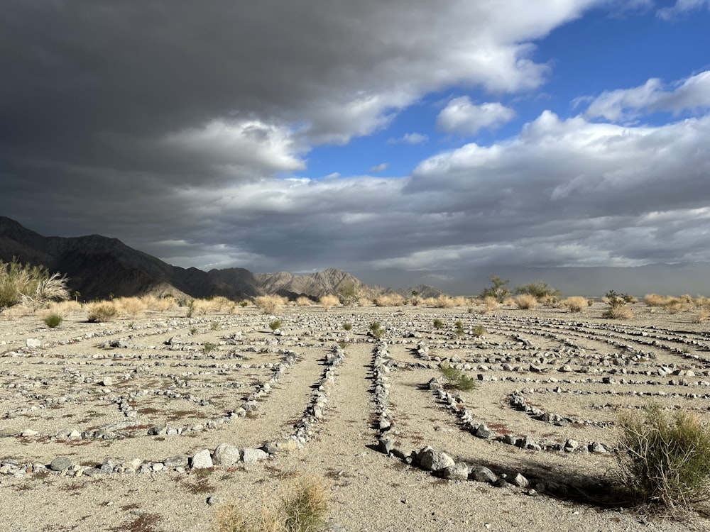 a desert landscape with rocks and plants