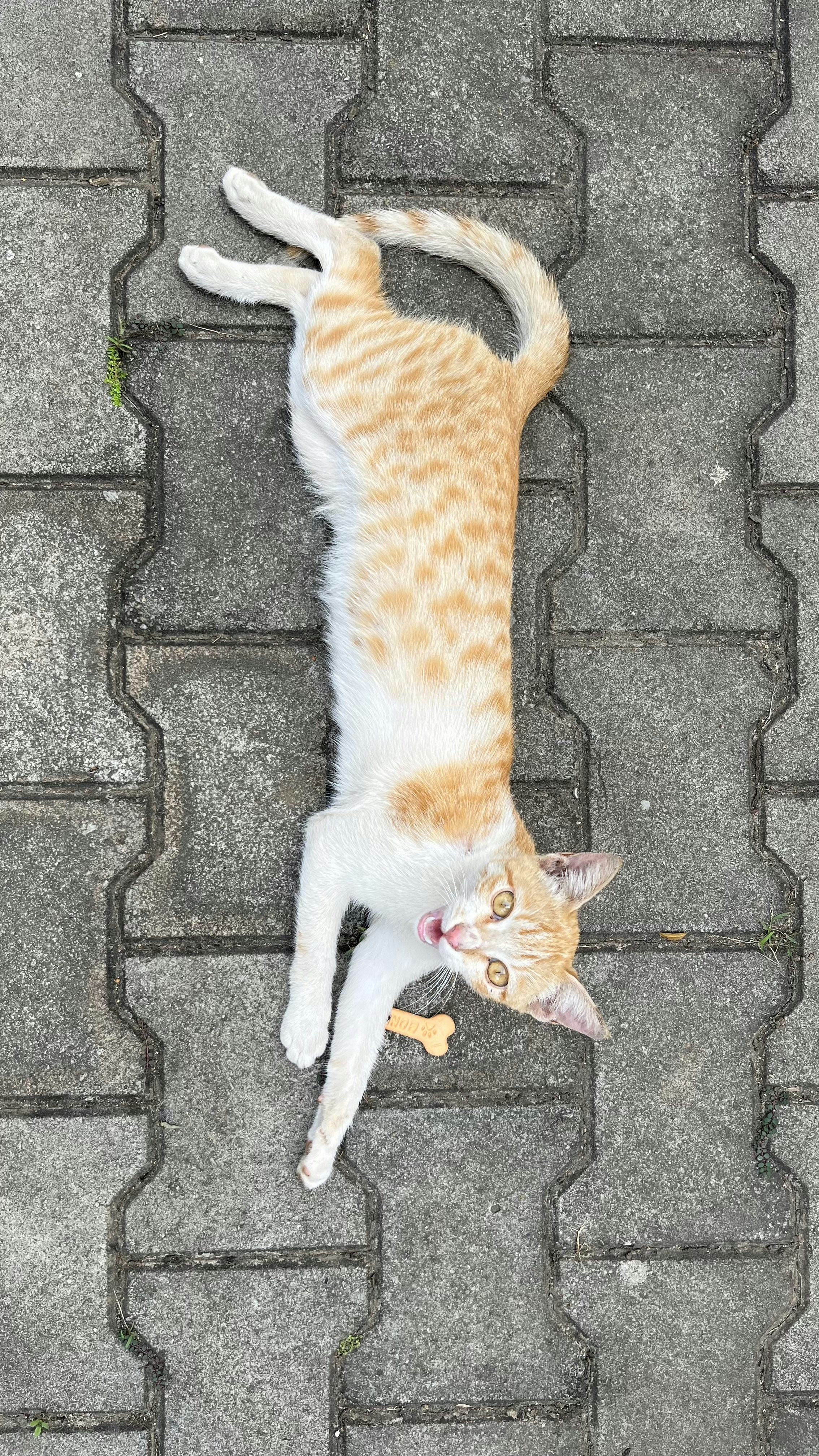 Enfermedades óseas en gatos: prevención y tratamiento