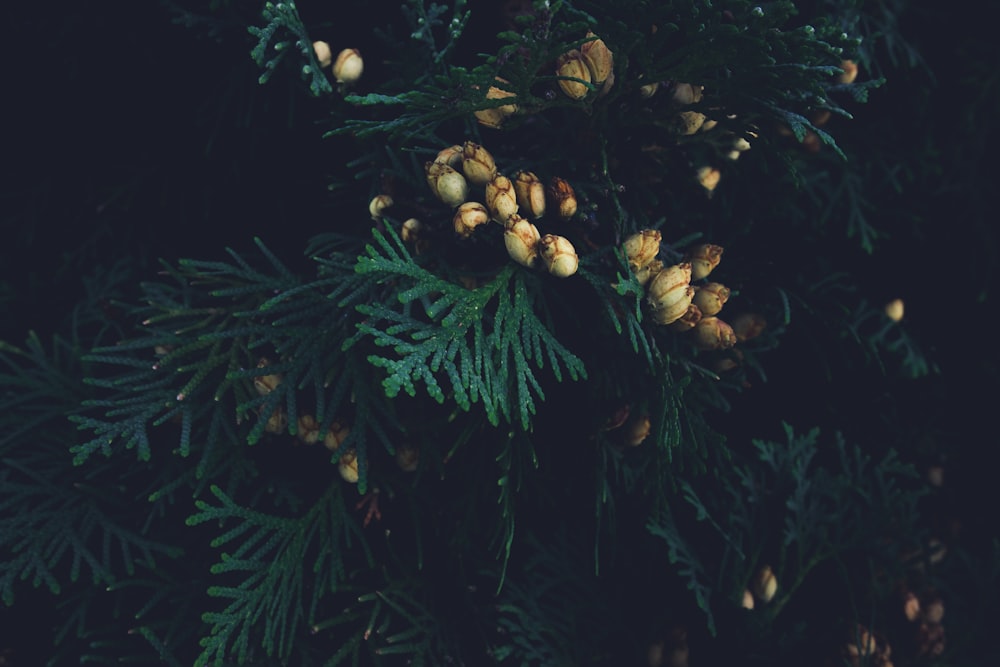 a pine tree with pine cones