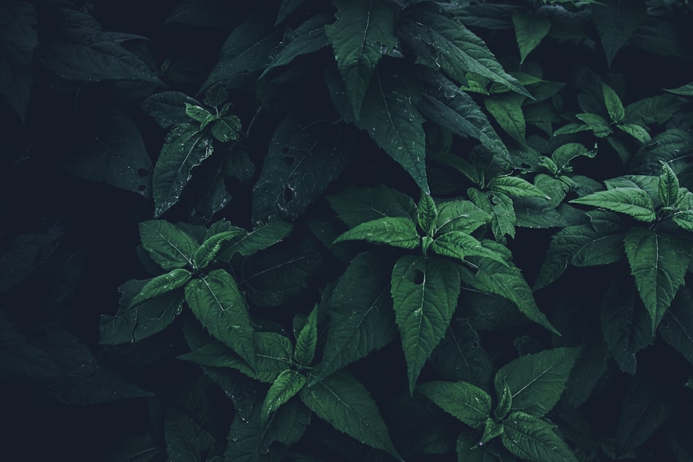 a group of green leaves