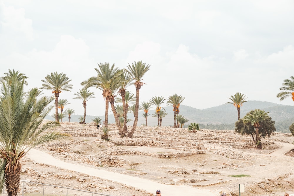 a sandy area with palm trees