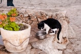 A black and white cat is drinking water from a metallic bowl placed on a rustic stone ledge. Next to the cat is a large ceramic planter containing vibrant orange flowers and green foliage. The stone surface and the overall setting suggest an outdoor or garden environment.