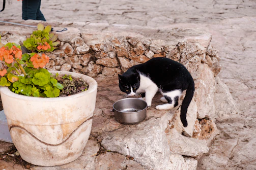 A sleek green water bowl filled with fresh water beside a curious cat.