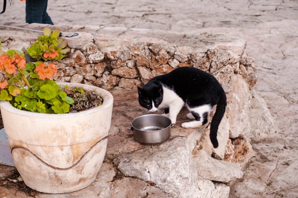 A black and white cat is drinking water from a metallic bowl placed on a rustic stone ledge. Next to the cat is a large ceramic planter containing vibrant orange flowers and green foliage. The stone surface and the overall setting suggest an outdoor or garden environment.