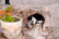 A playful cat named Max drinking water next to a bowl of MichiMiau food.