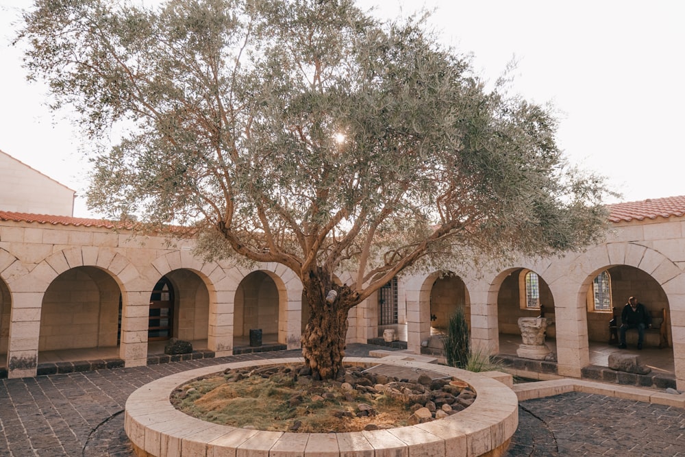 a tree in a courtyard