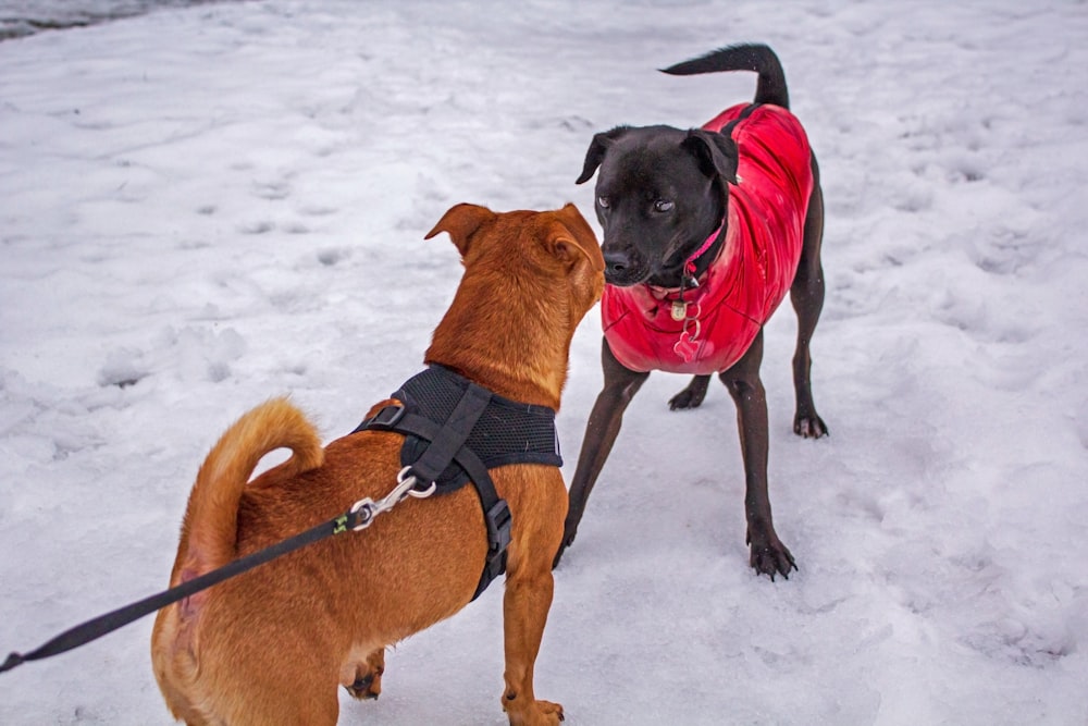 Zwei Hunde an der Leine im Schnee