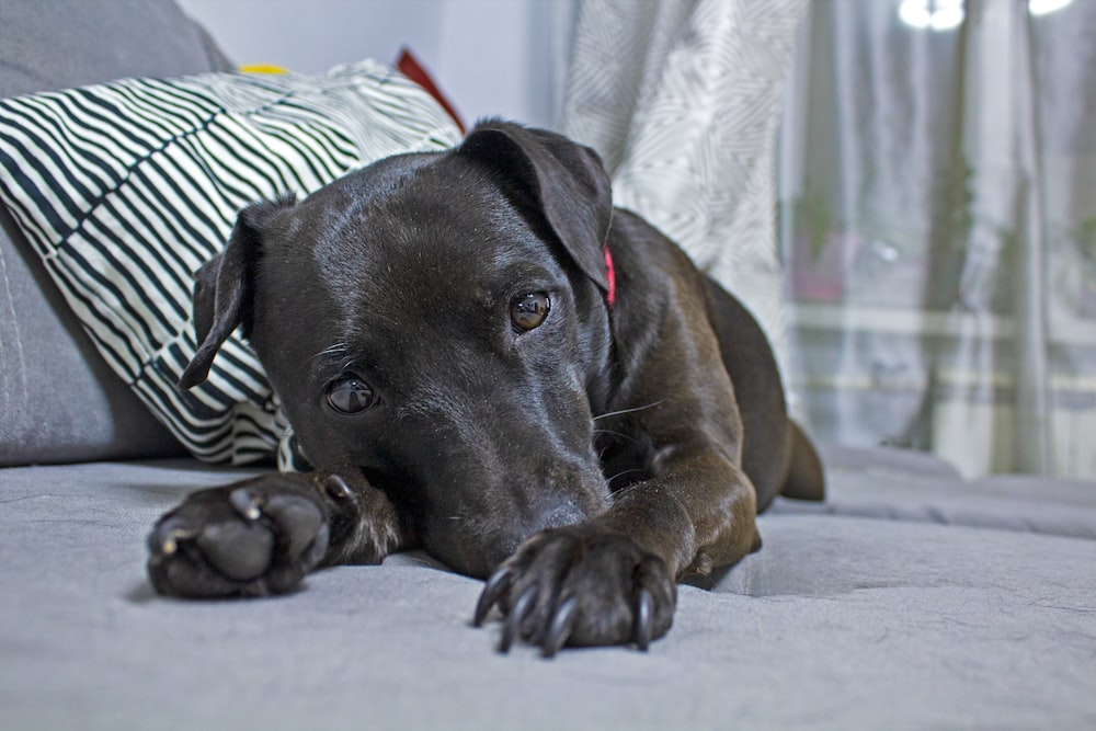 a dog lying on the floor