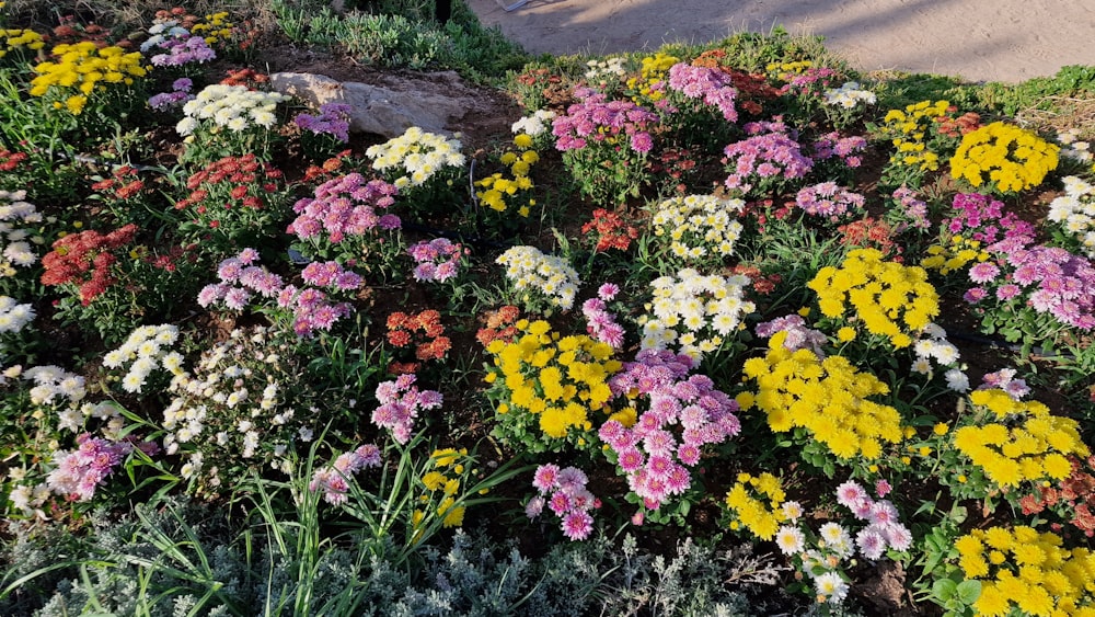 a garden of colorful flowers