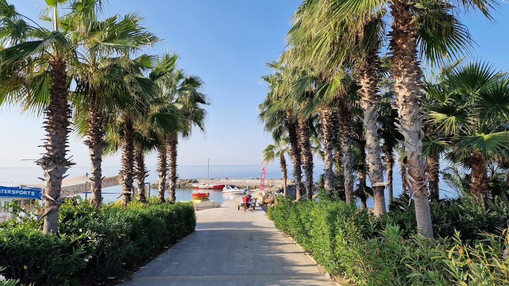 a path with palm trees and a body of water in the background