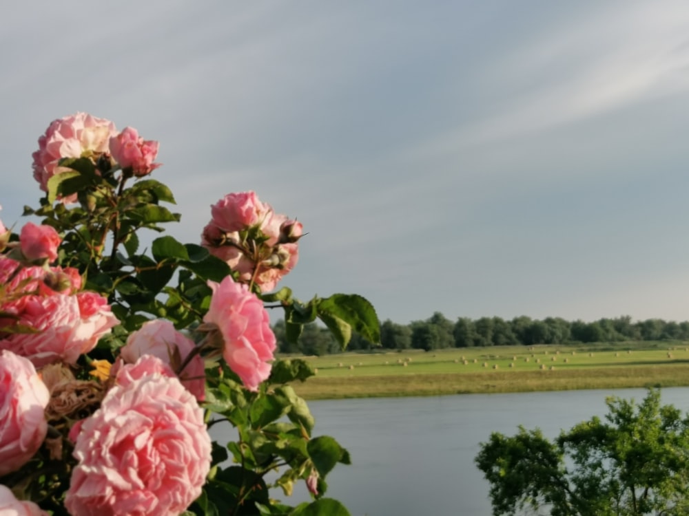 a group of pink flowers