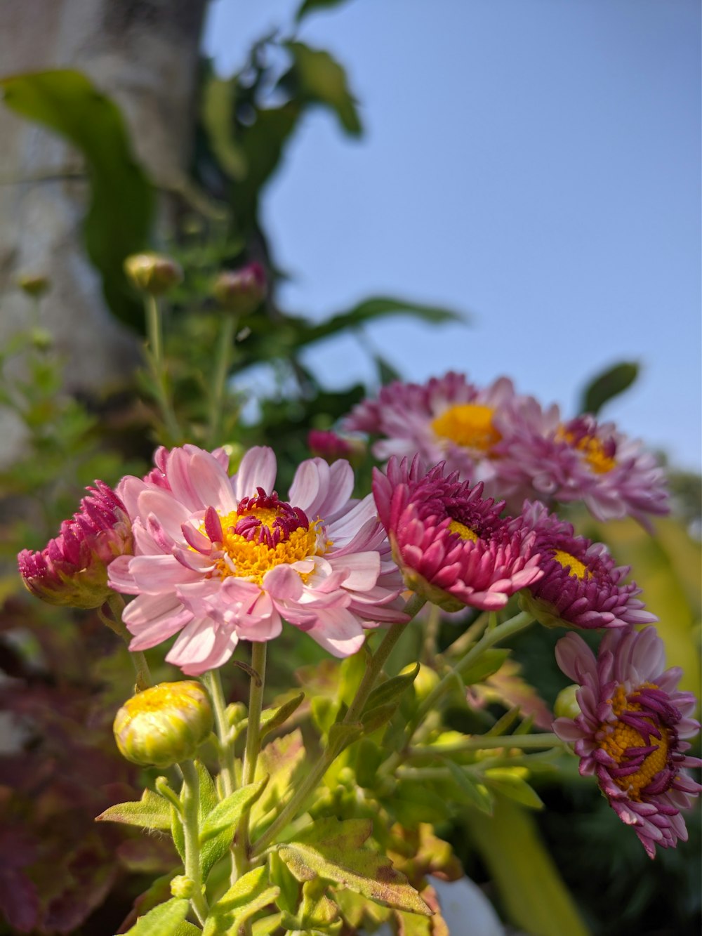 a group of flowers