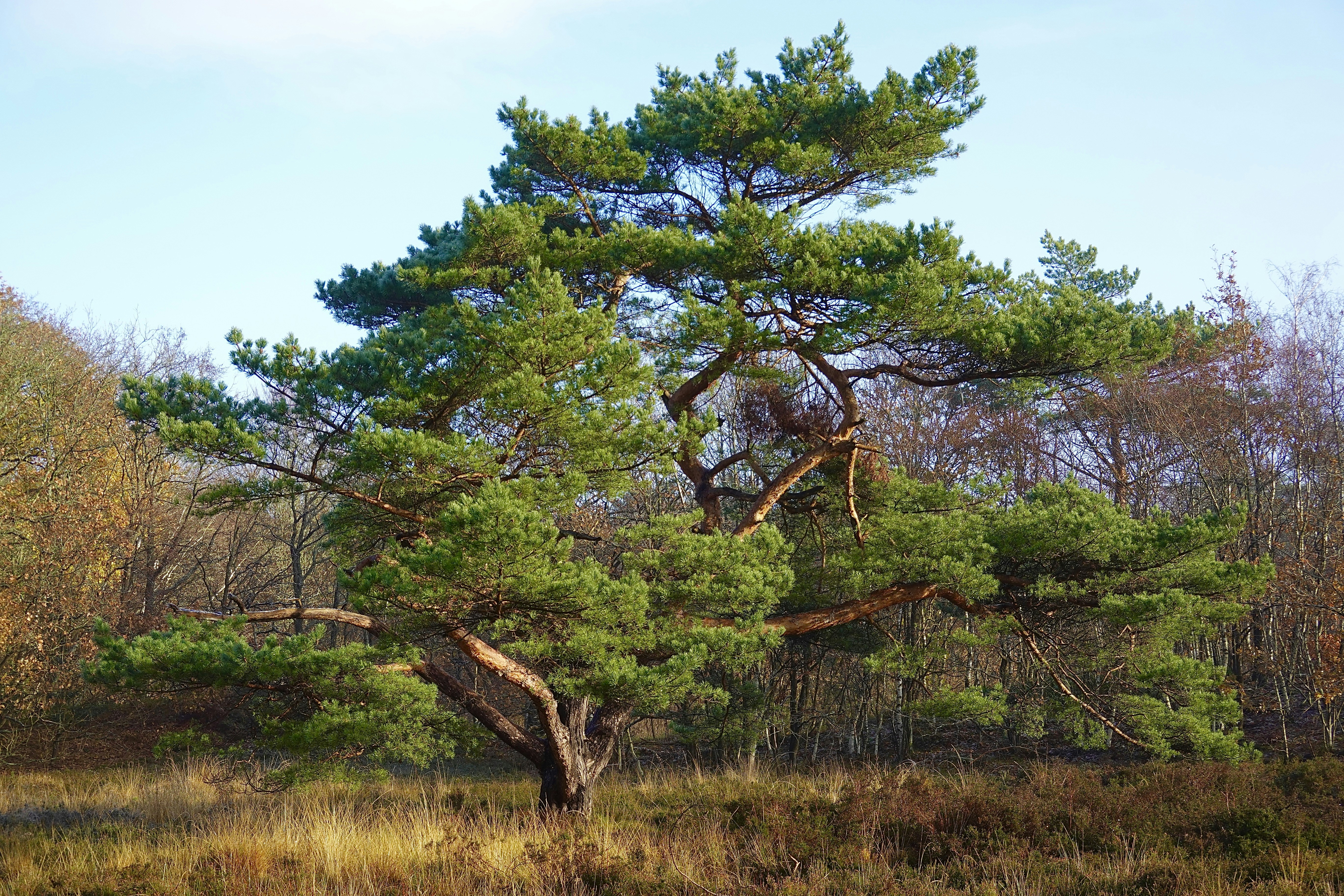 Photo by pchoogm_nl