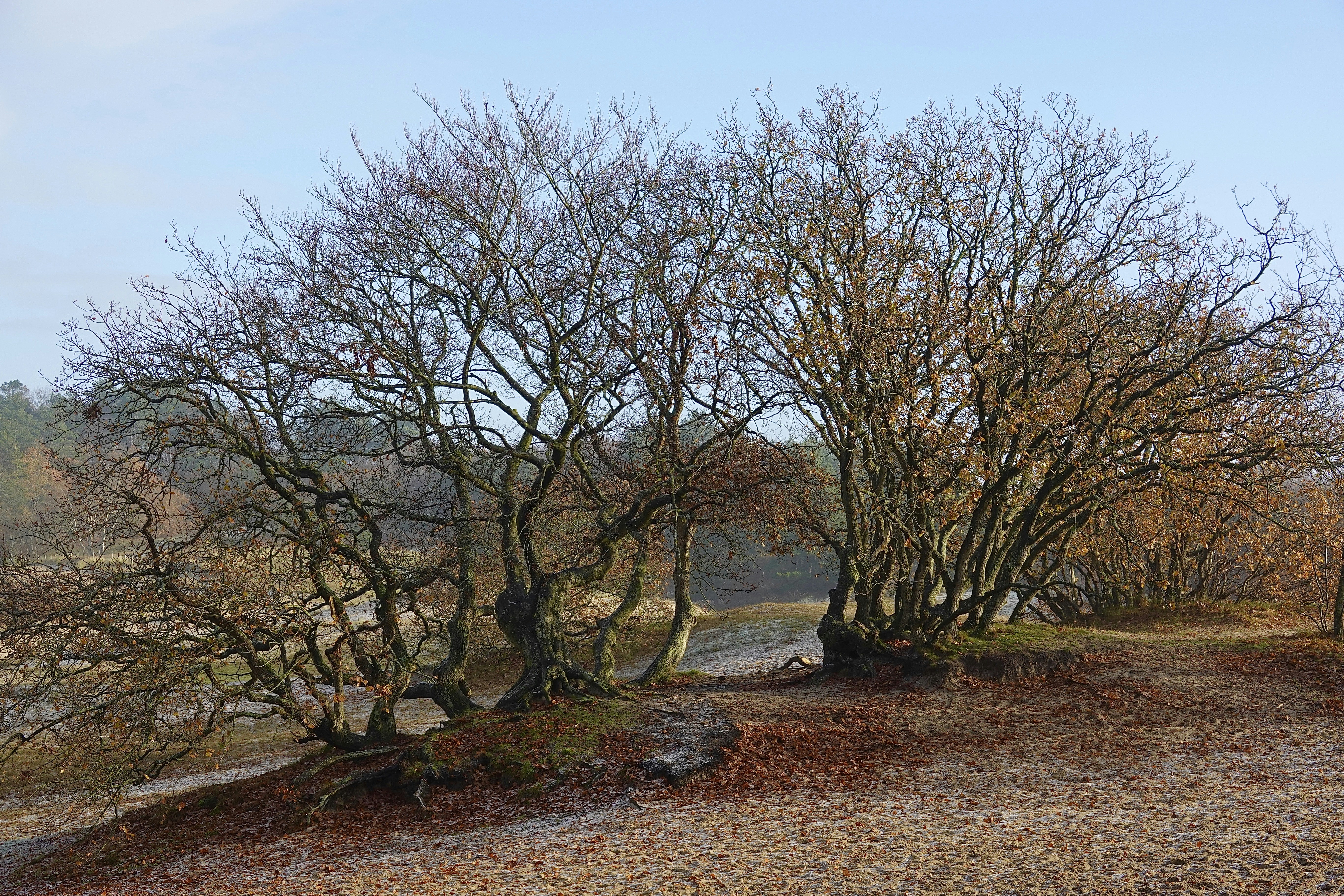 A group of trees photo – Free Landscape nature Image on Unsplash
