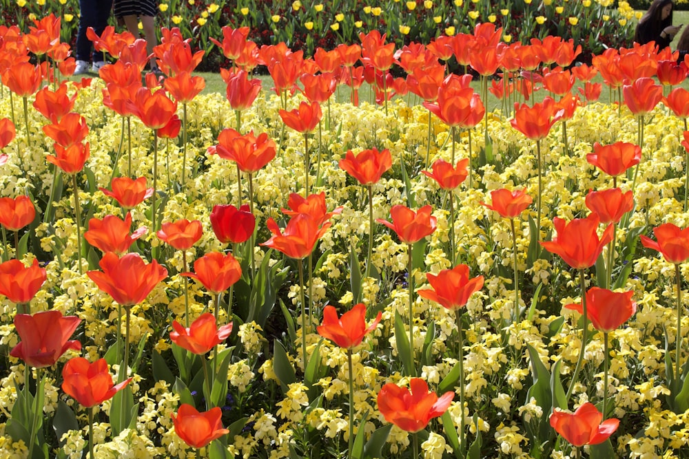 a field of red flowers