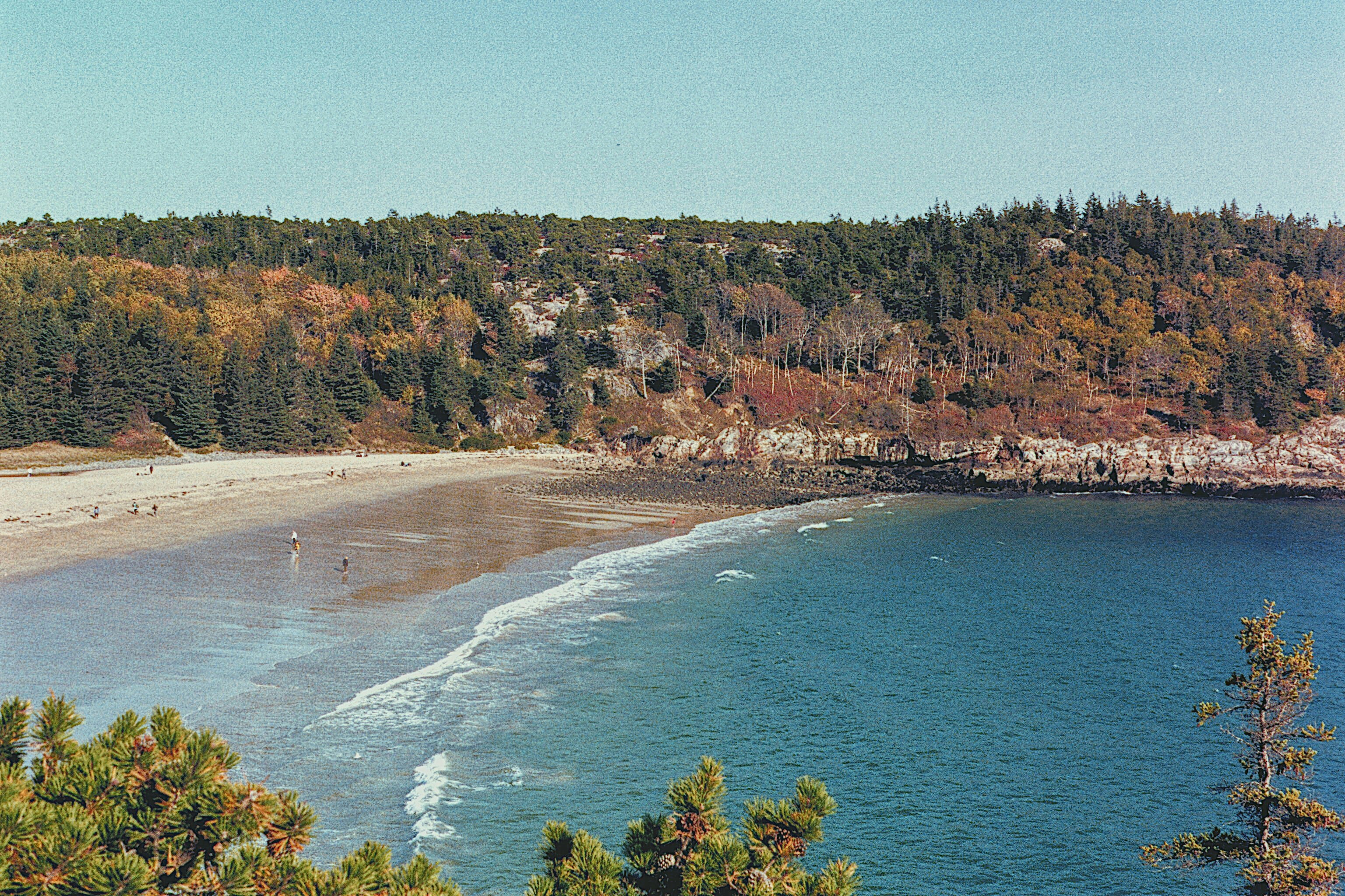 a beach with trees and a body of water