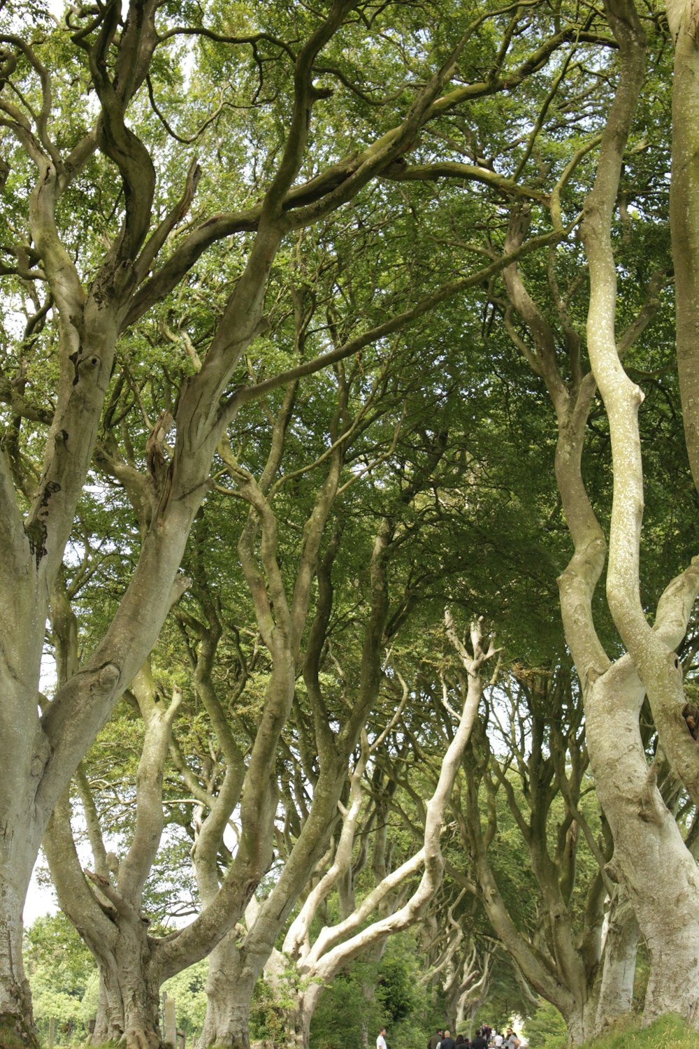 a group of trees with branches