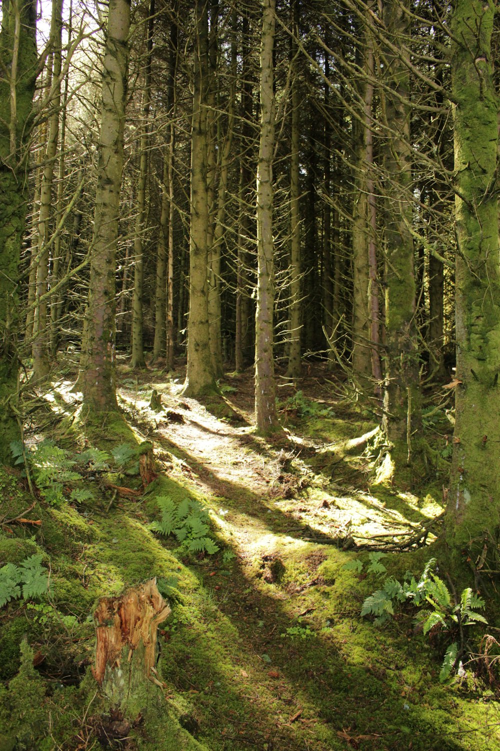 Un camino en el bosque