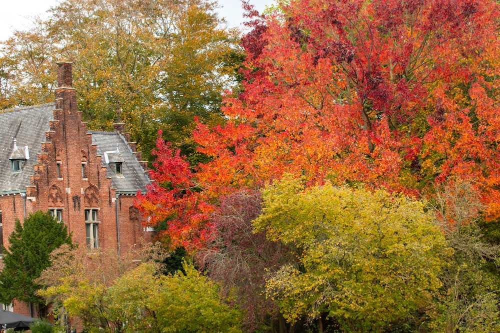 a group of trees with colorful leaves